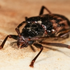 Phoracantha synonyma at Melba, ACT - 2 Jan 2021 10:59 AM