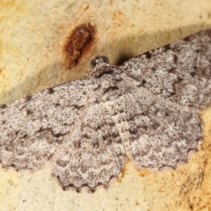 Psilosticha absorpta at Melba, ACT - 2 Jan 2021