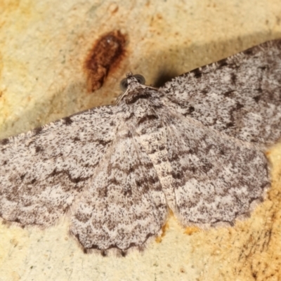 Psilosticha absorpta (Fine-waved Bark Moth) at Melba, ACT - 2 Jan 2021 by kasiaaus