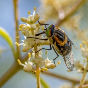 Scaptia (Scaptia) auriflua at Ainslie, ACT - suppressed