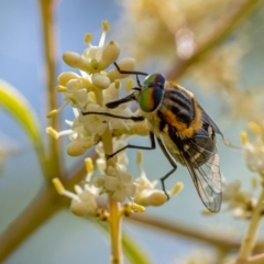 Scaptia (Scaptia) auriflua (A flower-feeding march fly) at Ainslie, ACT - 14 Jan 2021 by trevsci