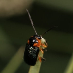 Aporocera sp. (genus) at Melba, ACT - 2 Jan 2021