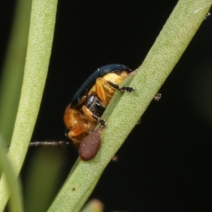 Aporocera sp. (genus) at Melba, ACT - 2 Jan 2021