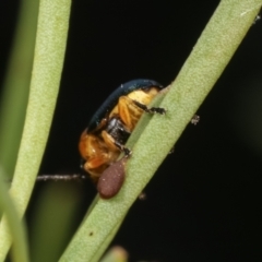 Aporocera sp. (genus) at Melba, ACT - 2 Jan 2021