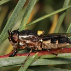 Odontomyia hunteri (Soldier fly) at Melba, ACT - 2 Jan 2021 by kasiaaus