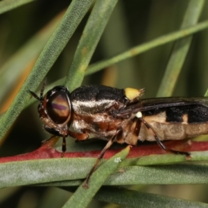 Odontomyia hunteri at Melba, ACT - 2 Jan 2021