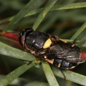 Odontomyia hunteri at Melba, ACT - 2 Jan 2021