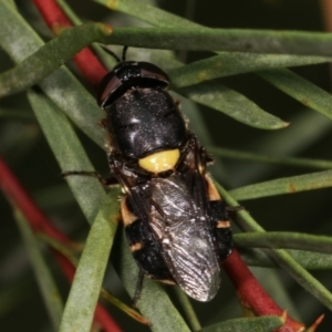 Odontomyia hunteri at Melba, ACT - 2 Jan 2021