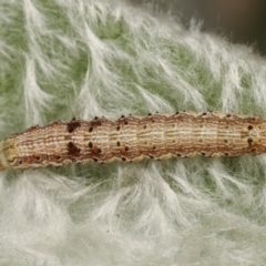 Noctuidae unclassified IMMATURE moth at Melba, ACT - 2 Jan 2021