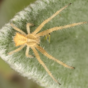 Sidymella hirsuta at Melba, ACT - 2 Jan 2021