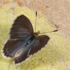 Zizina otis (Common Grass-Blue) at Melba, ACT - 2 Jan 2021 by kasiaaus