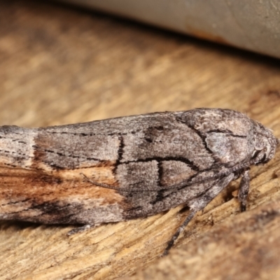 Illidgea epigramma (A Gelechioid moth) at Melba, ACT - 2 Jan 2021 by kasiaaus