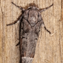 Illidgea epigramma at Melba, ACT - 2 Jan 2021