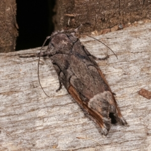 Illidgea epigramma at Melba, ACT - 2 Jan 2021