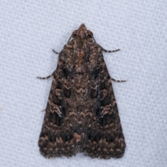 Hypoperigea tonsa (A noctuid moth) at Melba, ACT - 2 Jan 2021 by kasiaaus