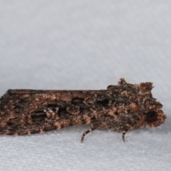 Hypoperigea tonsa at Melba, ACT - 2 Jan 2021 10:21 PM