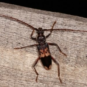 Phoracantha semipunctata at Melba, ACT - 2 Jan 2021 10:26 PM