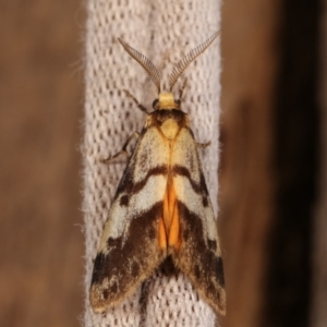 Anestia (genus) at Melba, ACT - 2 Jan 2021