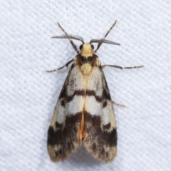 Anestia (genus) at Melba, ACT - 2 Jan 2021