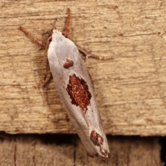 Tymbophora peltastis (A Xyloryctid moth (Xyloryctidae)) at Melba, ACT - 3 Jan 2021 by kasiaaus