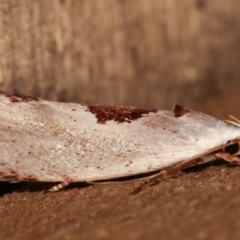 Tymbophora peltastis at Melba, ACT - 3 Jan 2021 12:06 AM