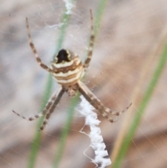 Argiope sp. (genus) (A St. Andrew's cross spider) at Aranda Bushland - 13 Jan 2021 by trevorpreston