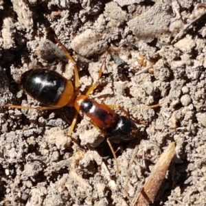 Camponotus consobrinus at Holt, ACT - 14 Jan 2021