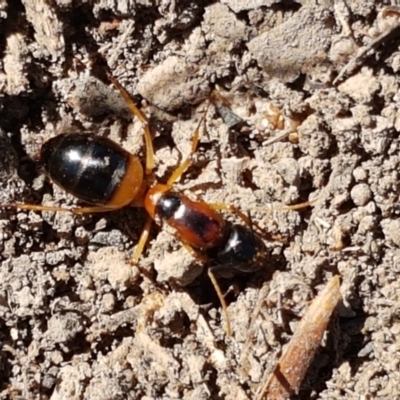 Camponotus consobrinus (Banded sugar ant) at Holt, ACT - 14 Jan 2021 by trevorpreston