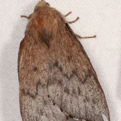 Symphyta undescribed species (A Lasiocampid moth) at Melba, ACT - 3 Jan 2021 by kasiaaus