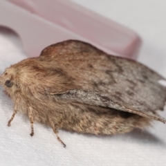 Symphyta undescribed species at Melba, ACT - 3 Jan 2021 10:39 PM