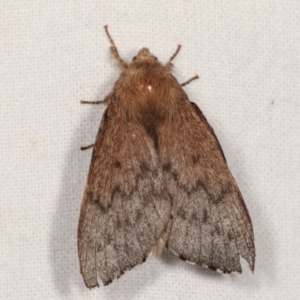 Symphyta undescribed species at Melba, ACT - 3 Jan 2021