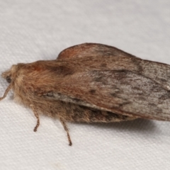 Symphyta undescribed species at Melba, ACT - 3 Jan 2021