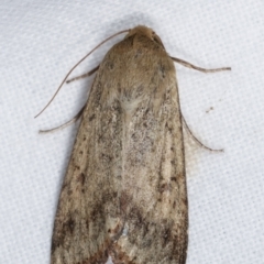 Helicoverpa (genus) (A bollworm) at Melba, ACT - 2 Jan 2021 by kasiaaus