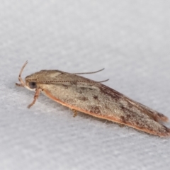 Garrha phoenopis at Melba, ACT - 3 Jan 2021 10:10 PM