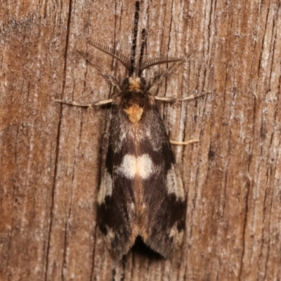 Anestia (genus) (A tiger moth) at Melba, ACT - 3 Jan 2021 by kasiaaus