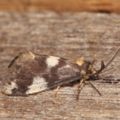 Anestia (genus) at Melba, ACT - 3 Jan 2021 10:13 PM