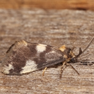 Anestia (genus) at Melba, ACT - 3 Jan 2021 10:13 PM