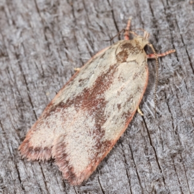 Garrha phoenopis (Garrha phoenopis) at Melba, ACT - 3 Jan 2021 by kasiaaus