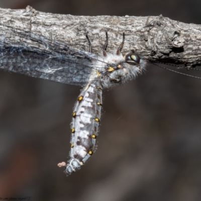 Pilacmonotus sabulosus (Owlfly) at Bruce, ACT - 14 Jan 2021 by Roger