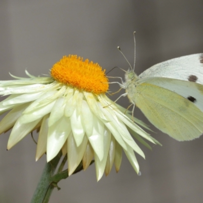 Pieris rapae (Cabbage White) at Acton, ACT - 6 Jan 2021 by TimL