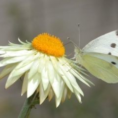 Pieris rapae at Acton, ACT - 7 Jan 2021 09:52 AM