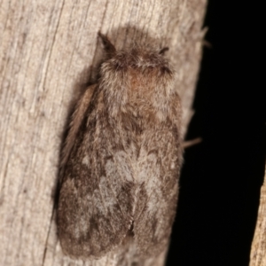 Pernattia pusilla at Melba, ACT - 3 Jan 2021 10:41 PM