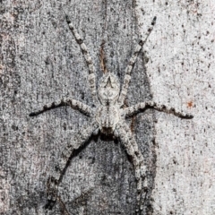Pediana sp. (genus) (A huntsman spider) at Bruce, ACT - 13 Jan 2021 by Roger