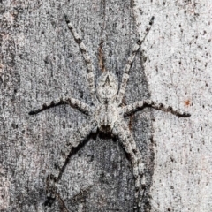 Pediana sp. (genus) (A huntsman spider) at Black Mountain - 13 Jan 2021 by Roger