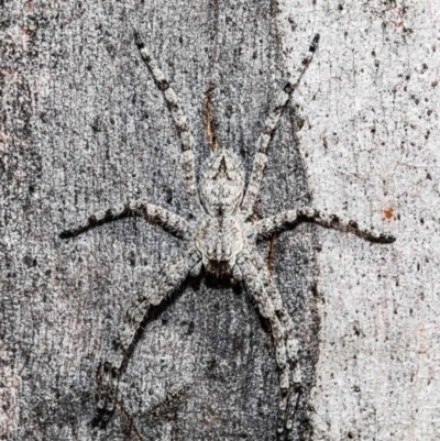 Pediana sp. (genus) (A huntsman spider) at Black Mountain - 13 Jan 2021 by Roger