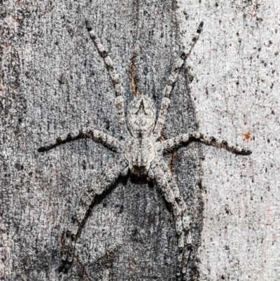 Pediana sp. (genus) (A huntsman spider) at Bruce, ACT - 14 Jan 2021 by Roger