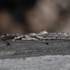 Pediana sp. (genus) at Bruce, ACT - 14 Jan 2021