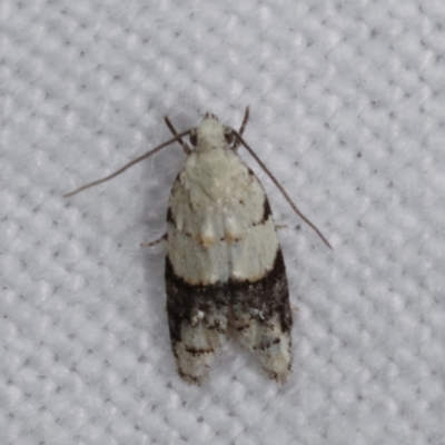 Tracholena sulfurosa (A tortrix moth) at Melba, ACT - 3 Jan 2021 by kasiaaus