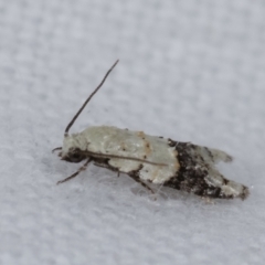 Tracholena sulfurosa at Melba, ACT - 3 Jan 2021 10:20 PM