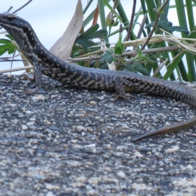Eulamprus heatwolei (Yellow-bellied Water Skink) at Cotter River, ACT - 13 Jan 2021 by SandraH